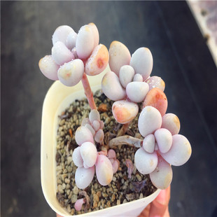 【艾伦 控养造型小庄】一物一拍 多肉植物 群生 非桃蛋奶酪大棚