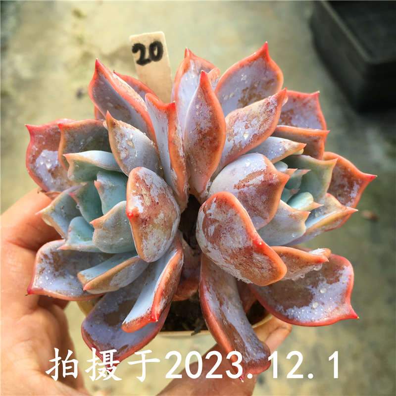 露西娜多肉植物一物一拍