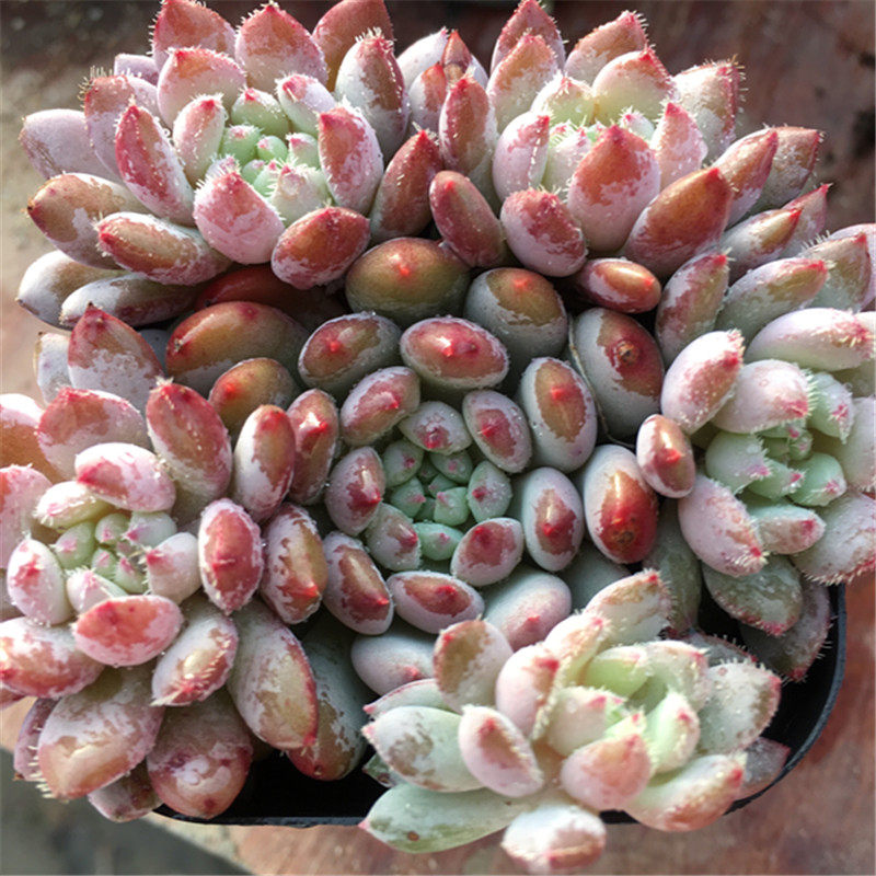 【姬小光】 老版小蓝衣 绒毛款 一物一拍  多肉植物 大棚绿植盆栽