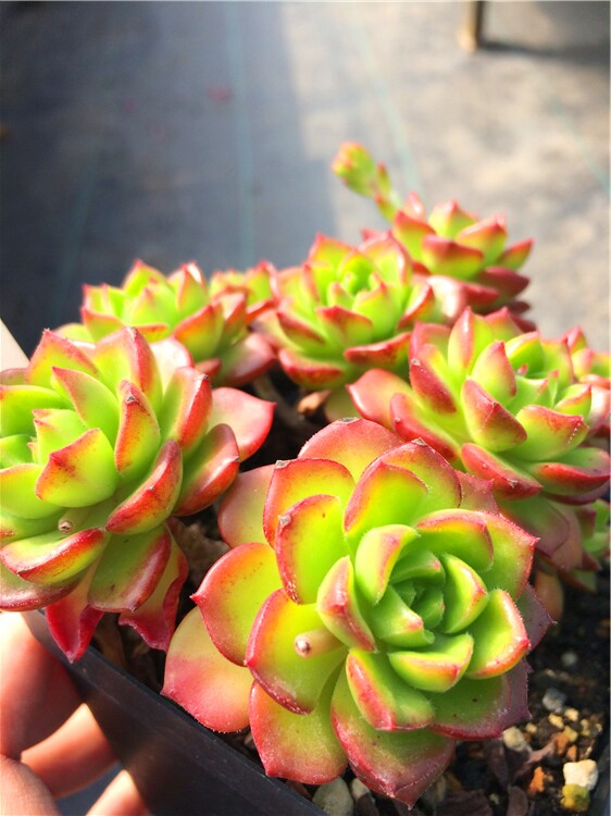 Flame Tia very Succulent plants One thing One shot greenhouse Direct selling Green plant Potted plant Officein the Flower delivery/Flowers simulation/Plants gardening , Creative mini-plant  category - from Buy2taobao.com to provide professional Taobao agent buy service