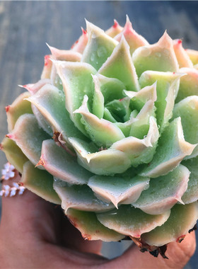 蓝丝绒皱叶月影大棚直销多肉植物