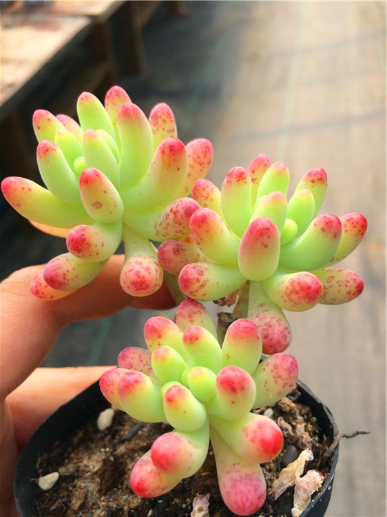 【果冻乙女心】一物一拍  多头小庄群 多肉植物 大棚直销绿植盆栽