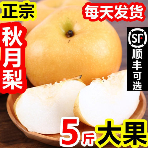 莱阳秋月梨冰糖脆甜多汁礼盒10斤