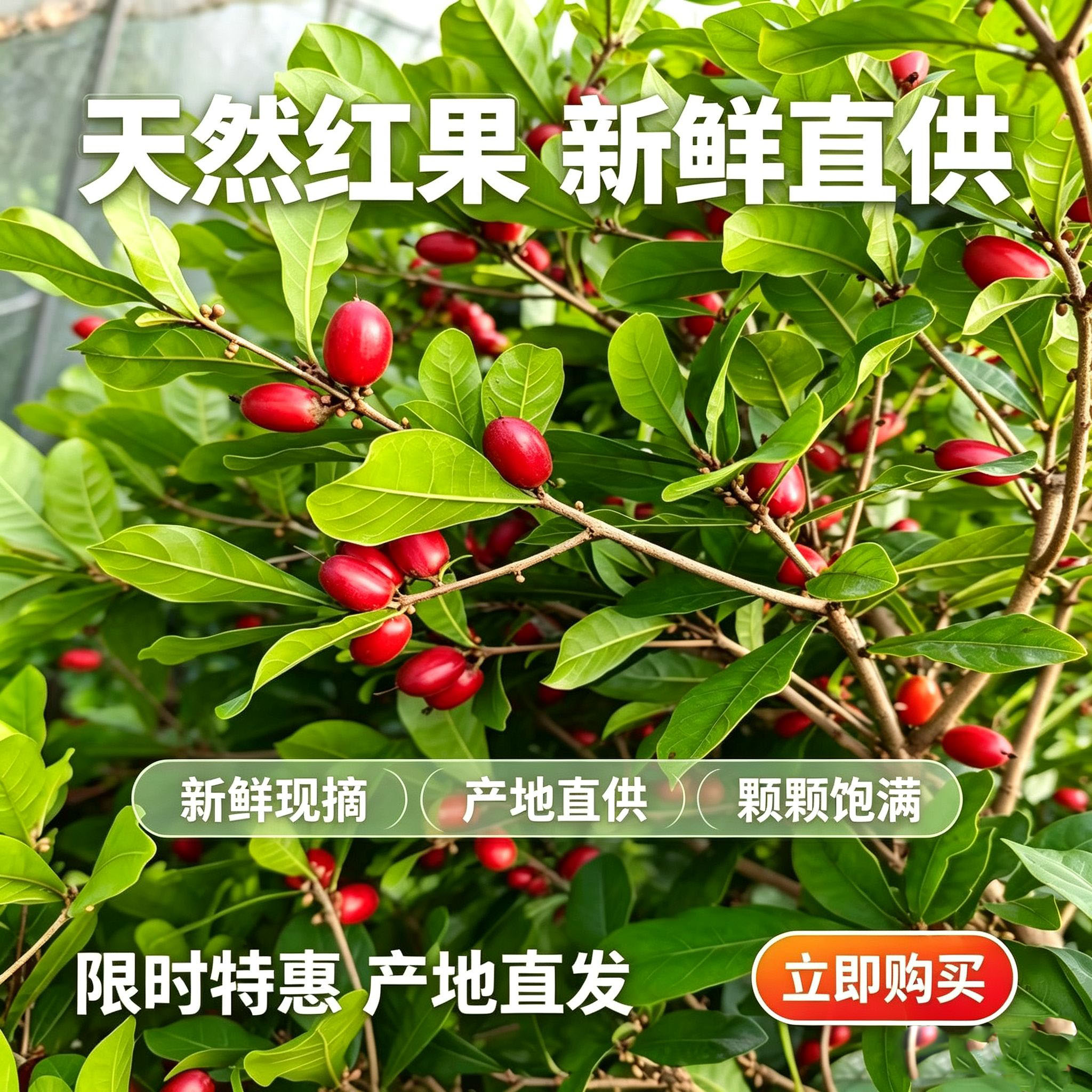 神秘果鲜果酸变甜果解酒蜜拉圣果干罕见时令水果神奇变味果奇迹果