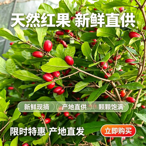 神秘果鲜果酸变甜果解酒蜜拉圣果干罕见时令水果神奇变味果奇迹果