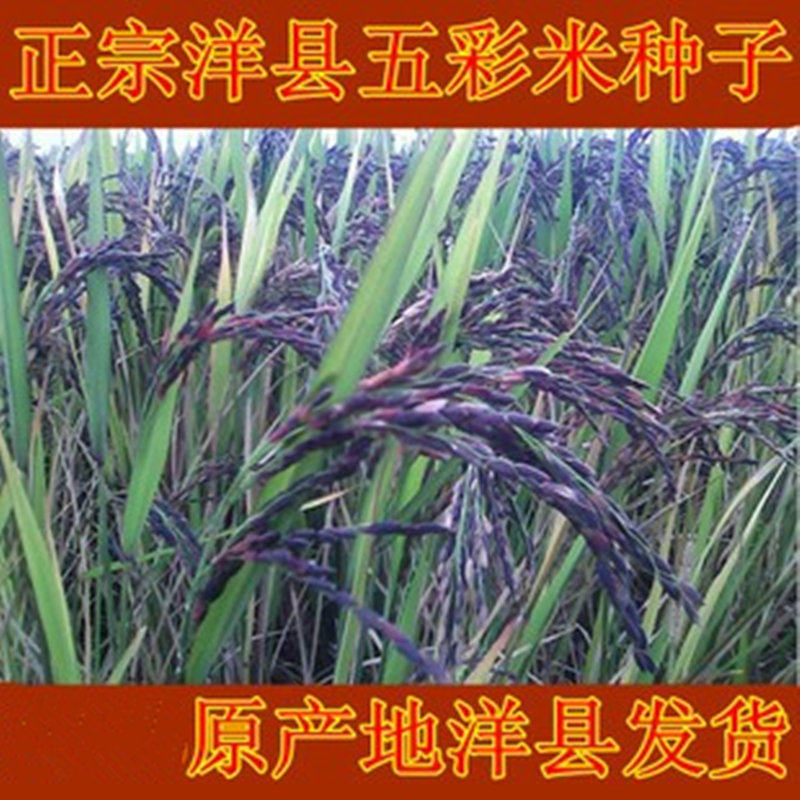 正宗洋县五彩米水稻种子稻田画观赏黑米红米绿米紫米黄米500克
