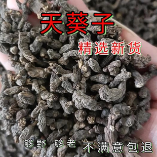 新货正品天葵子 紫背天葵籽 千年老鼠屎金耗子屎天葵根100克