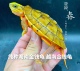 金钱龟越南金钱龟海南金钱龟广东金钱龟乌龟黄缘龟
