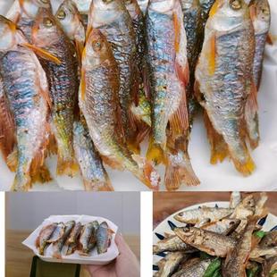 英山特产马口鱼野钓原生小河鱼小河溪流鱼花翅正宗淡水小杂鱼鱼干