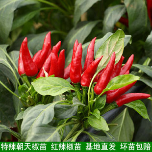 特辣 朝天椒苗 超辣 小米椒苗 盆栽辣椒苗 高产蔬菜苗 红色辣椒苗