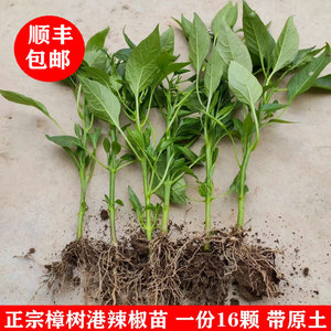 樟树港辣椒苗 湘阴特产 湖南辣椒苗子 正宗青椒秧苗 薄皮20颗顺丰