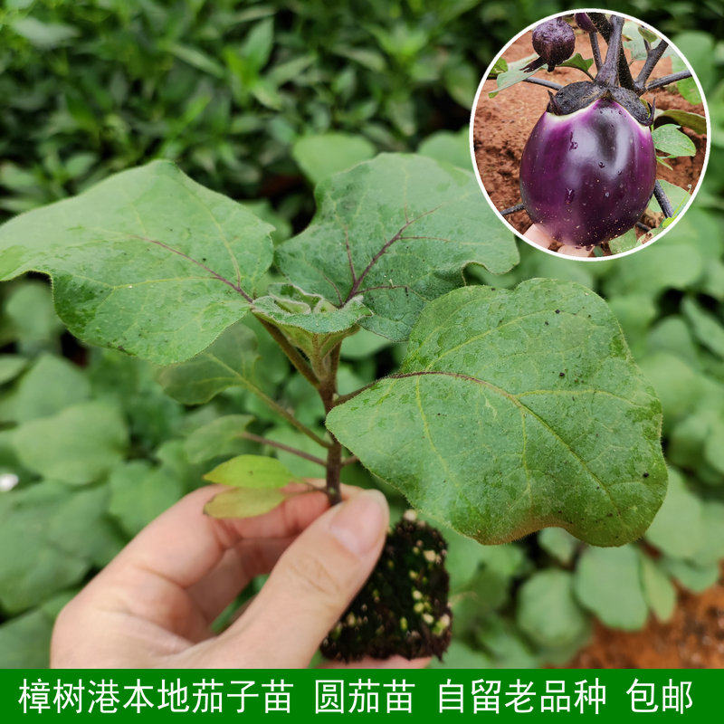 樟树港本地茄子苗 湖南老品种圆茄苗 地栽 茄子苗 紫色茄子包邮
