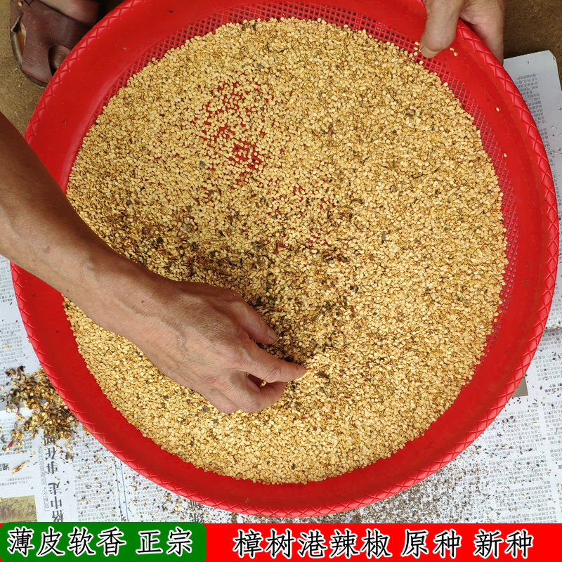 樟树港辣椒种子 2025年新种子 果粒饱满 色泽光亮 出牙率高包邮6g