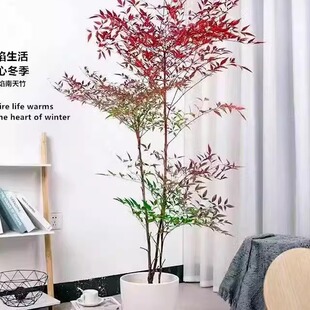 南天竹蓝天竹红天竹火焰蓝天竹庭院绿化大小蓝天竹电脑桌面