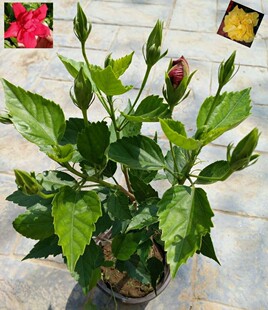 扶桑花盆栽花卉庭院植物朱槿花木槿花赤槿佛桑花桑槿花大红花