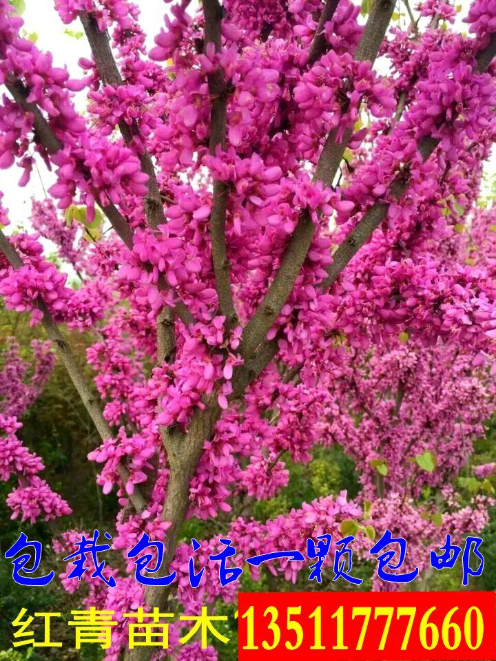 紫荆花紫荆树苗庭院别墅紫荆花