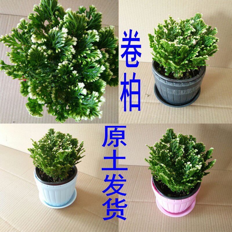 花卉绿植盆栽植物卷柏复活草九死桌面绿植