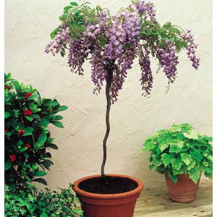 紫藤树苗盆栽苗庭院小区走廊攀援花卉紫藤花凌霄花苗植物花苗种子