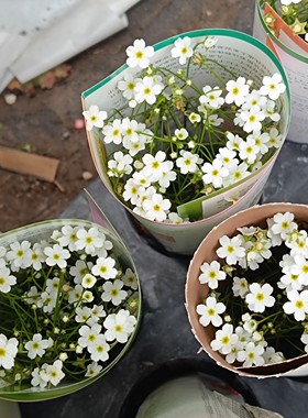 满25包邮点地梅星辰穴苗