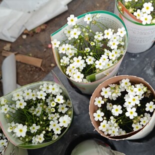 满25包邮点地梅星辰穴苗