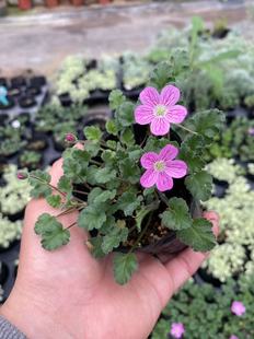 姬风露草 草垫盆栽 牻牛儿 山野草 耐热性总开花小型植物