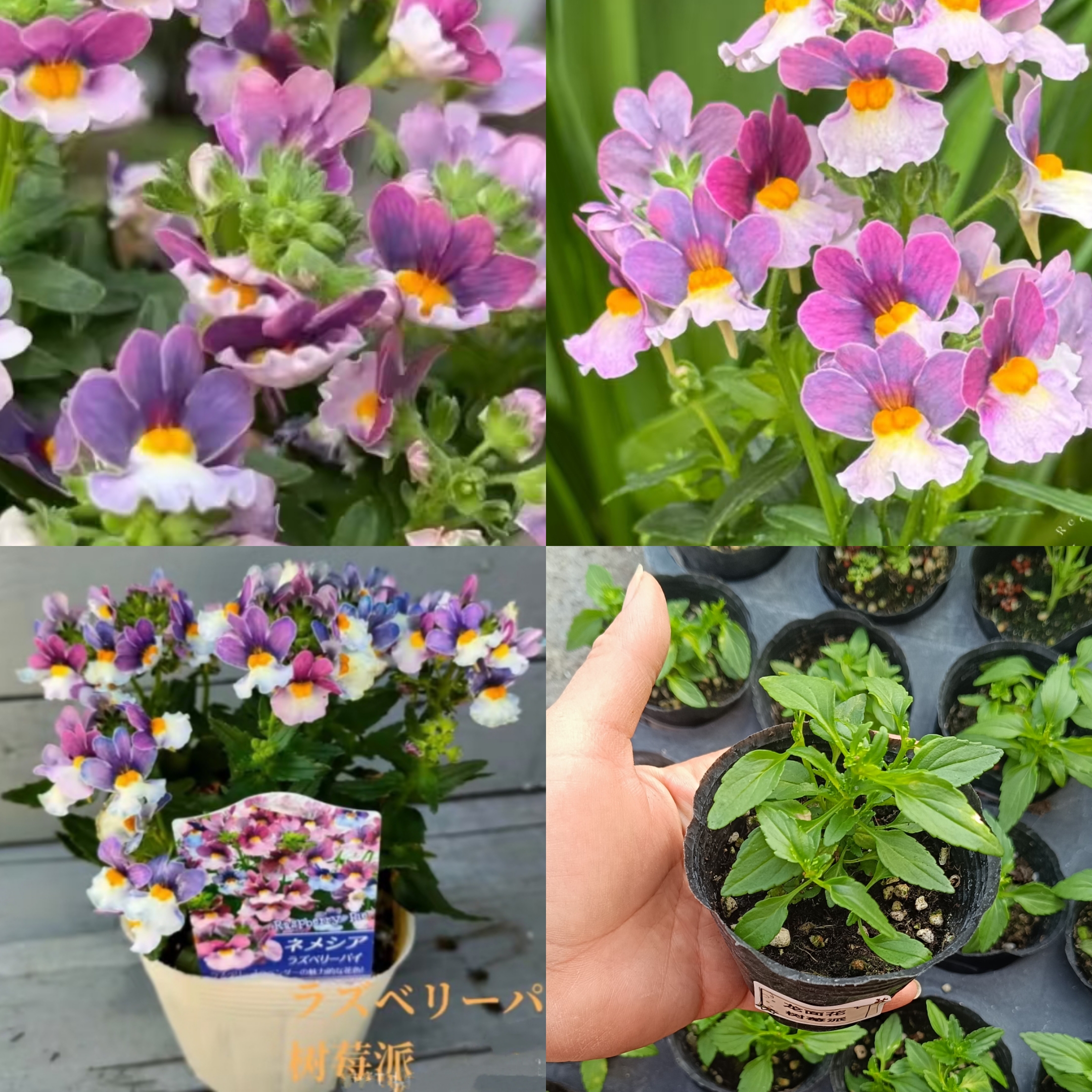 芳香型龙面小春春菜大西洋珍鲑树莓派菠萝蜜小苗