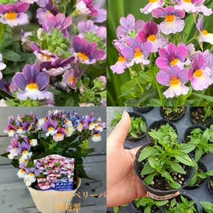 芳香型龙面小春春菜大西洋珍鲑树莓派菠萝蜜小苗