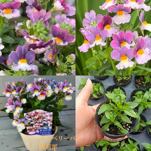 芳香型龙面小春春菜大西洋珍鲑树莓派菠萝蜜小苗