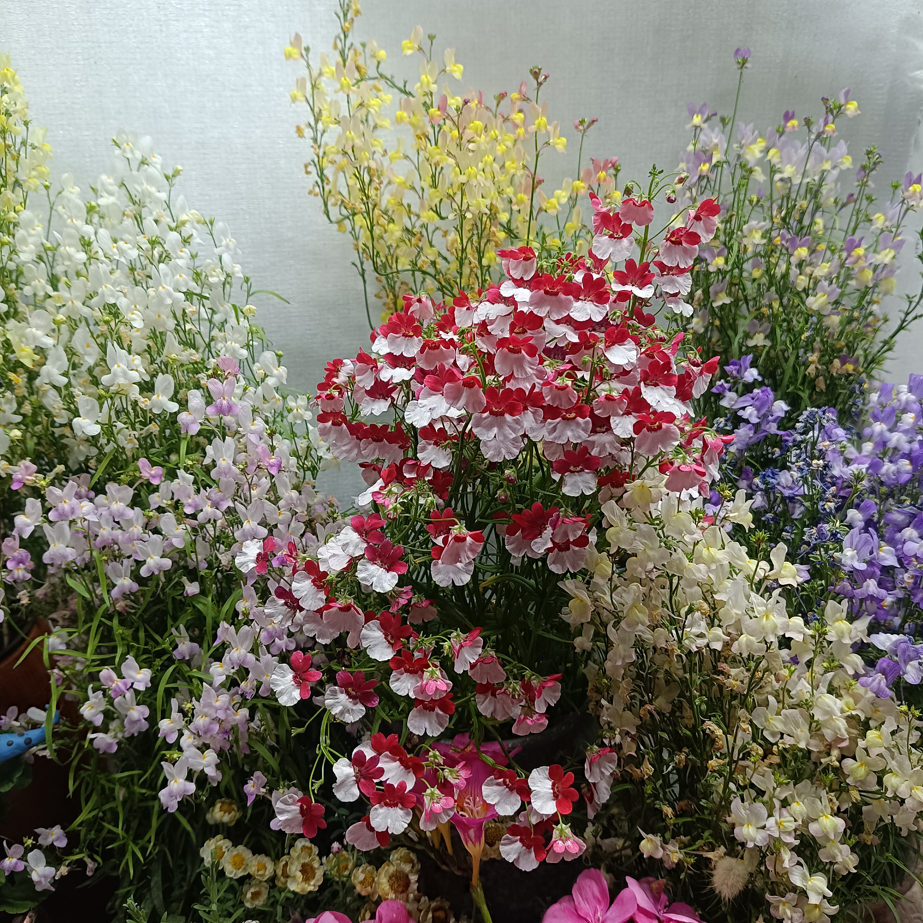 满25包邮柳穿鱼小苗超级花期长