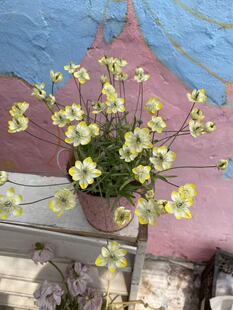 满25包邮宽丝虞美人11口径苗