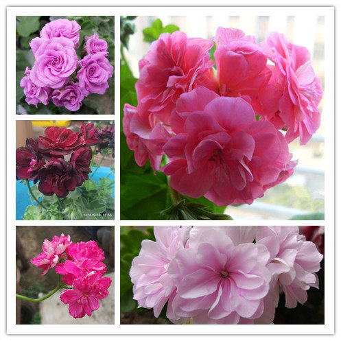 满25包邮垂吊天竺葵夏日玫瑰汤米黑玫瑰11口径苗