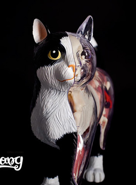 【Bang】现货4D Master半剖猫解剖猫解剖动物JasonFreeny拼装模型