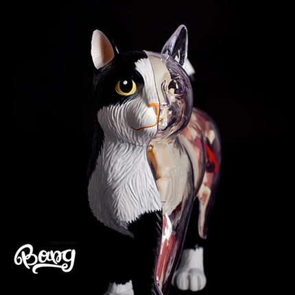 【Bang】现货4D Master半剖猫解剖猫解剖动物JasonFreeny拼装模型