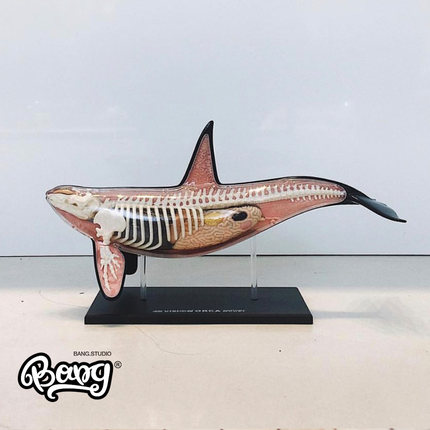 【Bang】现货 4D MASTER 动物模型 鲸鱼解剖 玩具 Jason Freeny