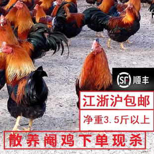 线鸡阉鸡骟鸡墩鸡太监鸡净重>3.5斤散养生鲜走地鸡现杀宁波发货