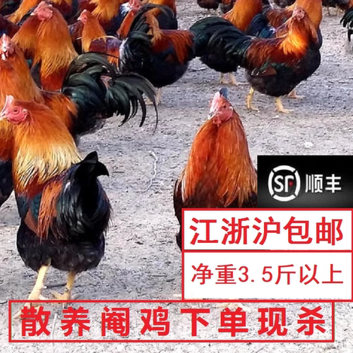 线鸡阉鸡骟鸡墩鸡太监鸡净重＞3.5斤散养生鲜走地鸡现杀宁波发货