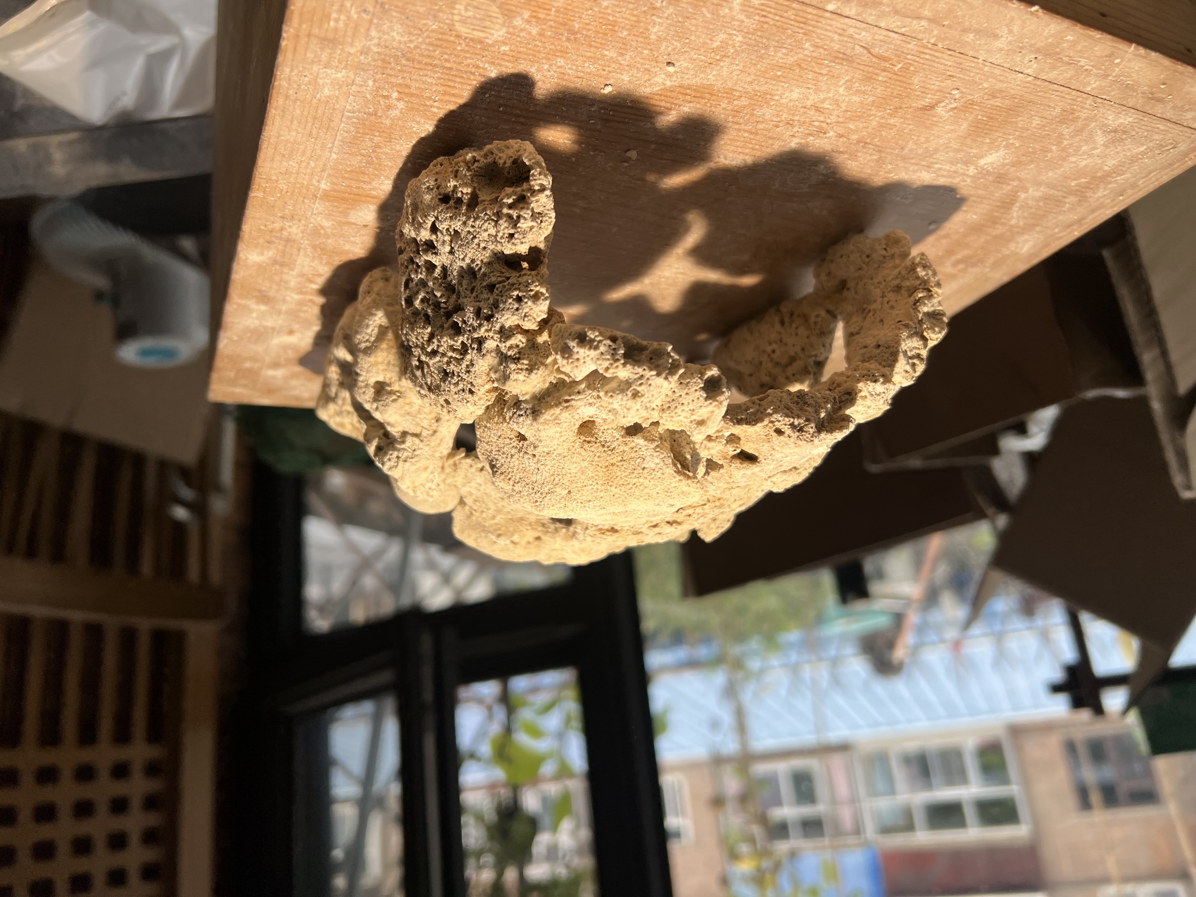 躲避屋 蓝吊黄金吊窝fot造景珊瑚缸配景 虾虎哨兵巢螳螂虾繁殖