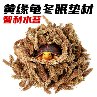 黄缘龟冬眠垫材智利水苔保暖专用半水龟巴西东箱草龟缸过冬垫材
