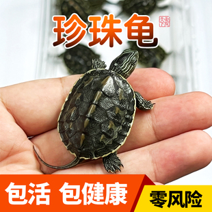 珍珠龟中华花龟小乌龟活物绿线草龟花龟苗活体宠物水龟情侣观赏龟