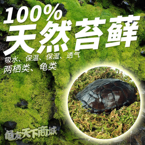 包邮爬宠专用天然干水青苔