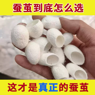 药用蚕茧壳蚕衣桑蚕茧中药材正品茧蚕蛹壳蚕衣茧黄天然洗脸泡水喝