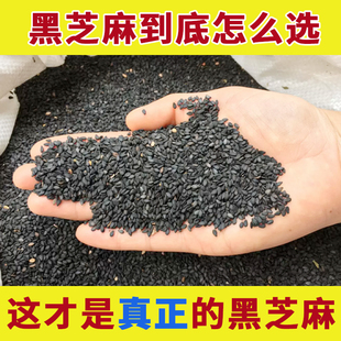 药用农家生黑芝麻新货中药材纯熟的新炒熟黑芝麻馅料山东优质无糖