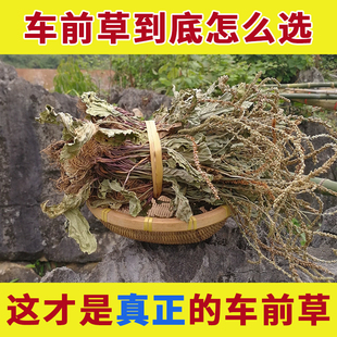 车前草野生干货官方旗舰店中药材泡水喝的功效与作用车钱草中草药