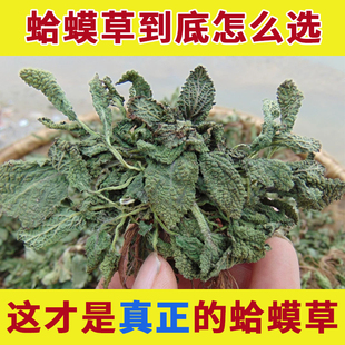 蛤蟆草野生新鲜中药材荔枝草癞蛤蟆草干货茶有什么的功效泡水痔疮