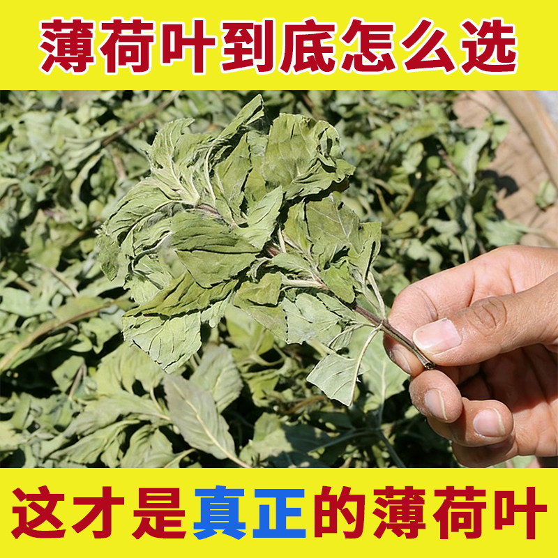整叶阴干薄荷叶味浓翠绿图片
