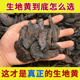 功效 功效煲汤 作用 生地黄官方旗舰店野生新鲜 生地中药材正品