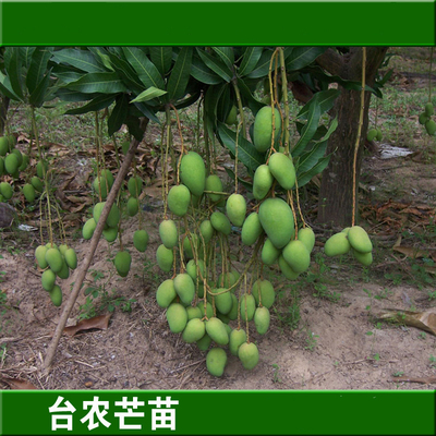 广西芒果树苗树苗盆栽地栽四季