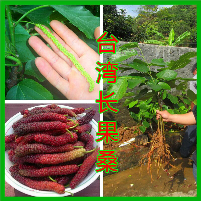 广西台湾大十果桑苗长果桑苗树苗甜桑葚苗四季当年结果盆栽南方北