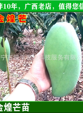 广西南宁苗场金煌芒阳台嫁接树苗