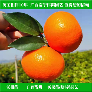 广西武鸣沃柑苗普通沃柑晚熟柑橘嫁接果树苗盆栽苗场南北可种包邮